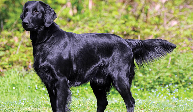 https://www.puppyarea.com/wp-content/uploads/2020/08/Flat-Coated-Retriever-1.jpg