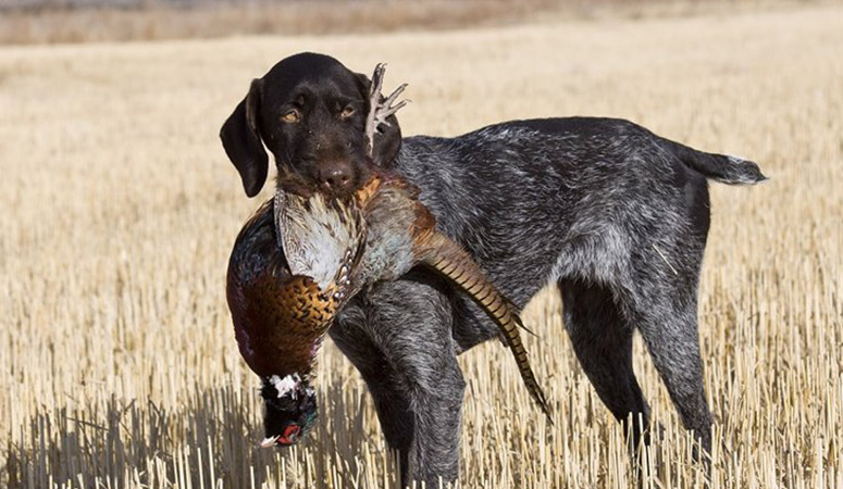 https://www.puppyarea.com/wp-content/uploads/2020/08/German-Wirehaired-Pointer-1.jpg