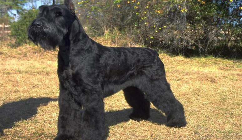 https://www.puppyarea.com/wp-content/uploads/2020/08/Giant-Schnauzer-1.jpg