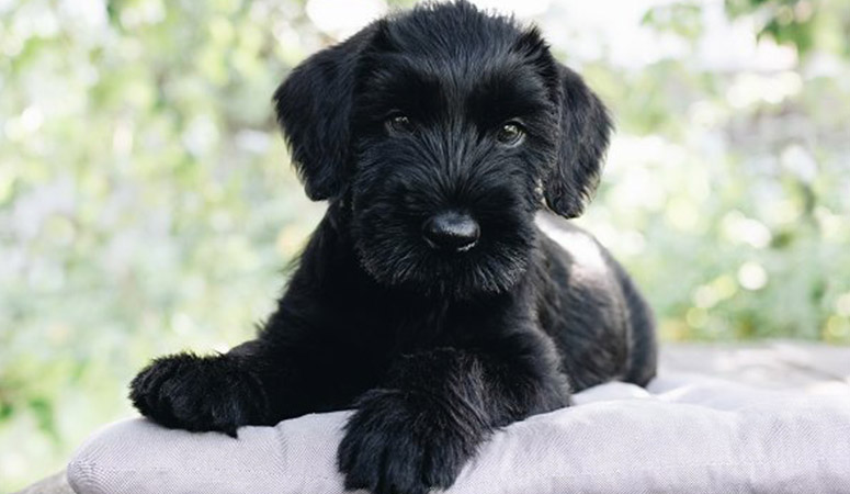 Giant Schnauzer