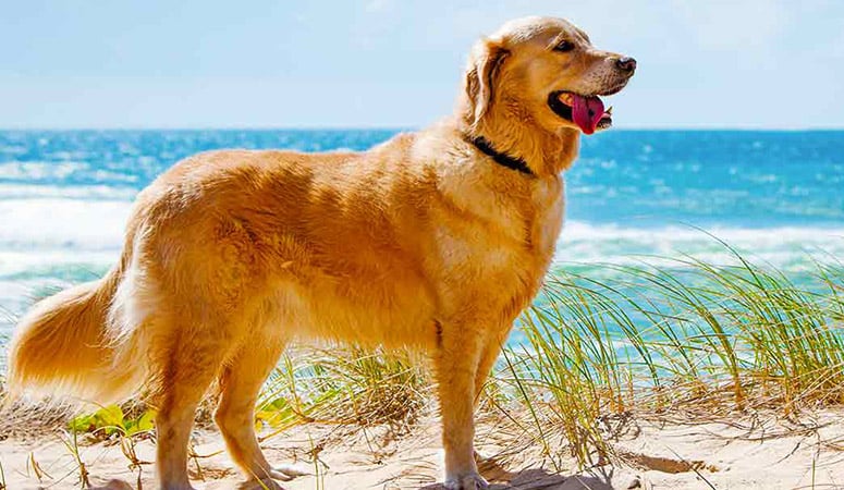 https://www.puppyarea.com/wp-content/uploads/2020/08/Golden-Retriever-1.jpg