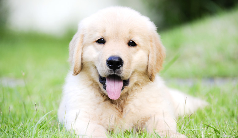 Golden Retriever