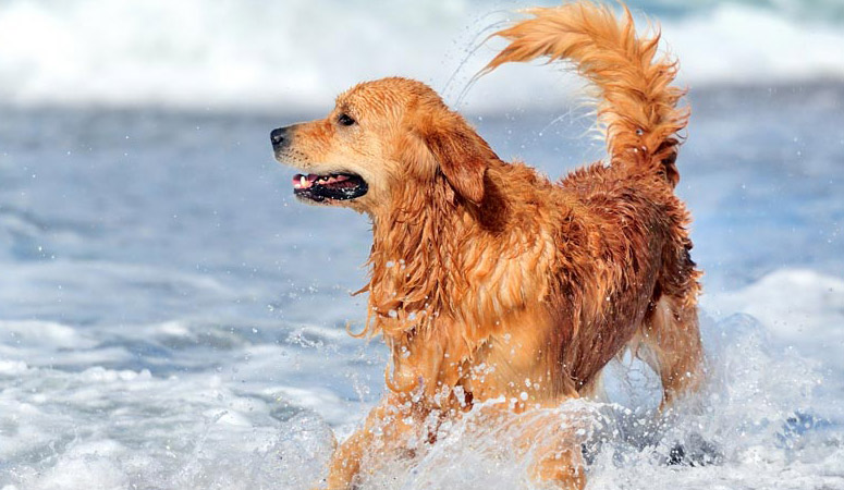 Golden Retriever