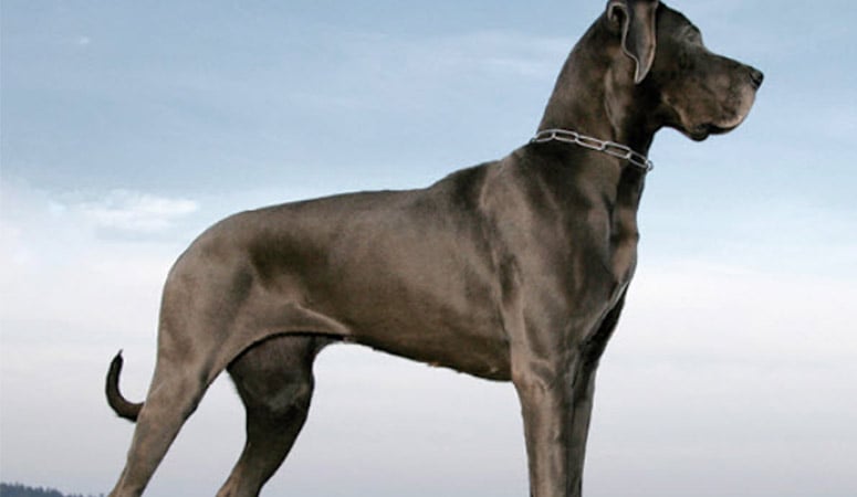 Great Dane