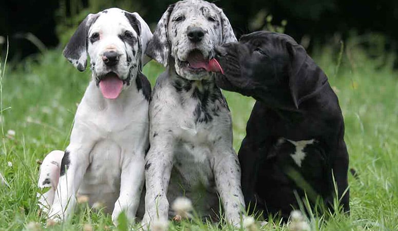 Great Dane