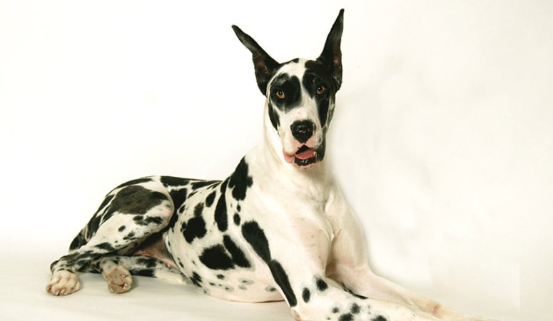 Great Dane