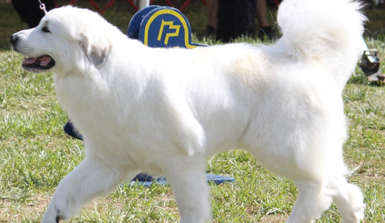 https://www.puppyarea.com/wp-content/uploads/2020/08/Great-Pyrenees-1.jpg