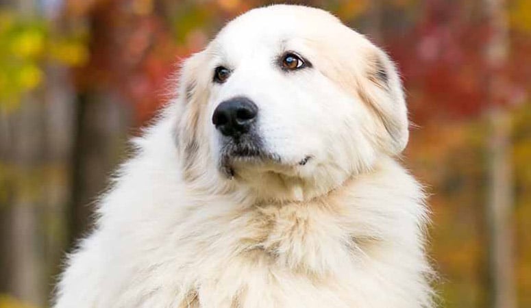 Great Pyrenees