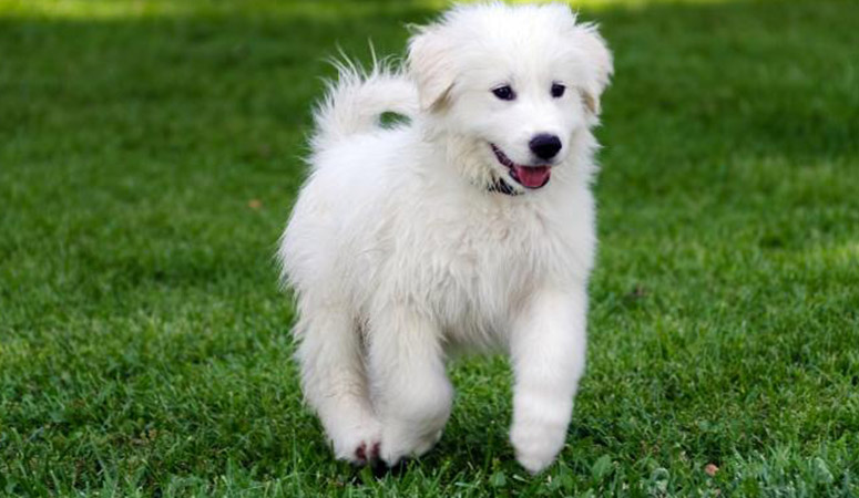 Great Pyrenees