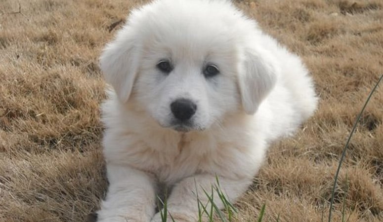 Great Pyrenees