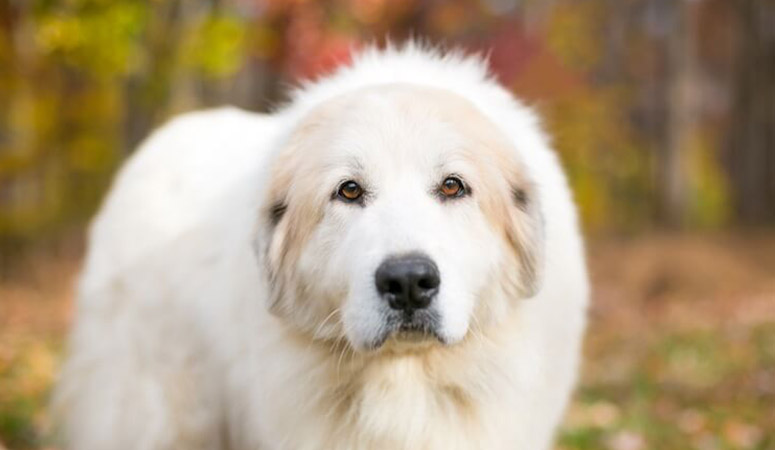 Great Pyrenees