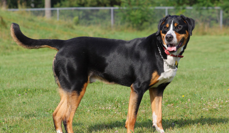 https://www.puppyarea.com/wp-content/uploads/2020/08/Greater-Swiss-Mountain-Dog-1.jpg