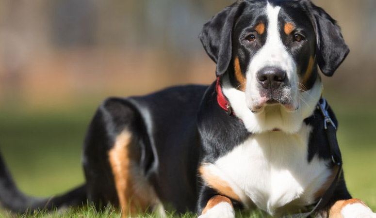 Greater Swiss Mountain Dog