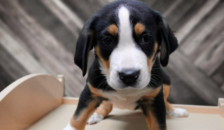 Greater Swiss Mountain Dog