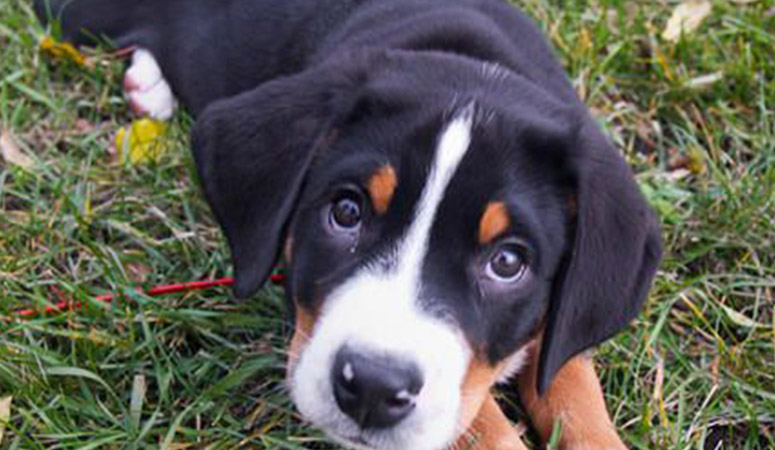 Greater Swiss Mountain Dog