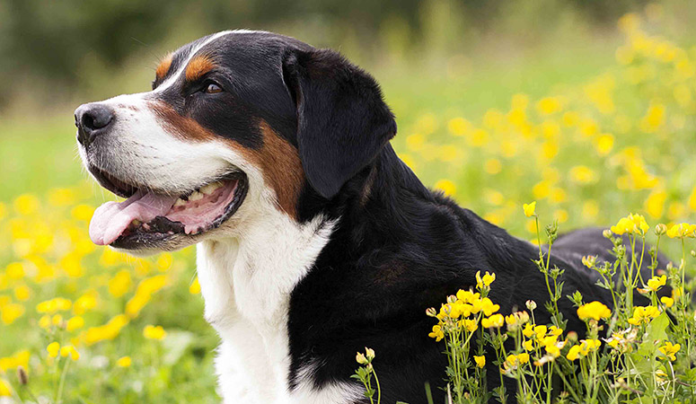 Greater Swiss Mountain Dog