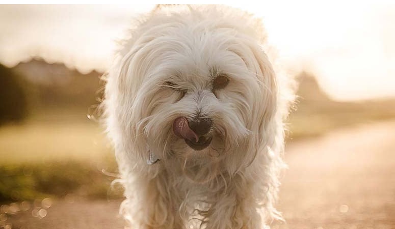 Havanese