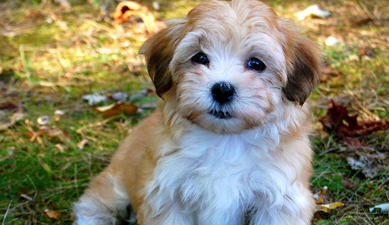 Havanese