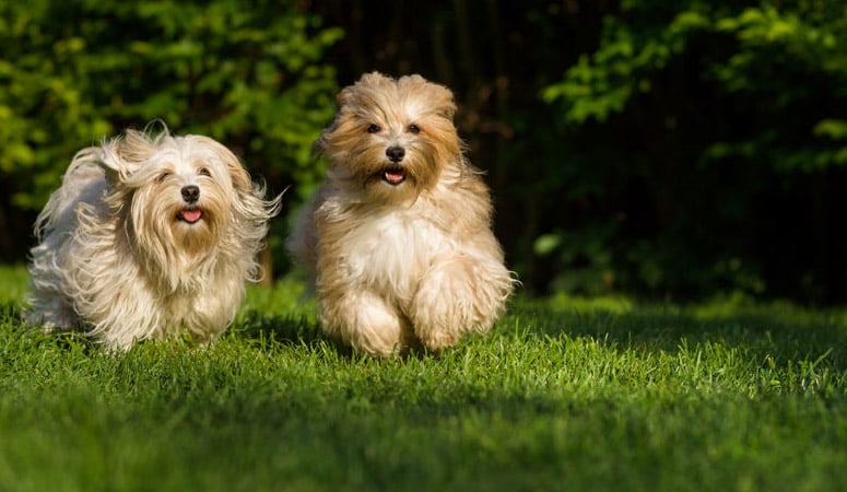 Havanese