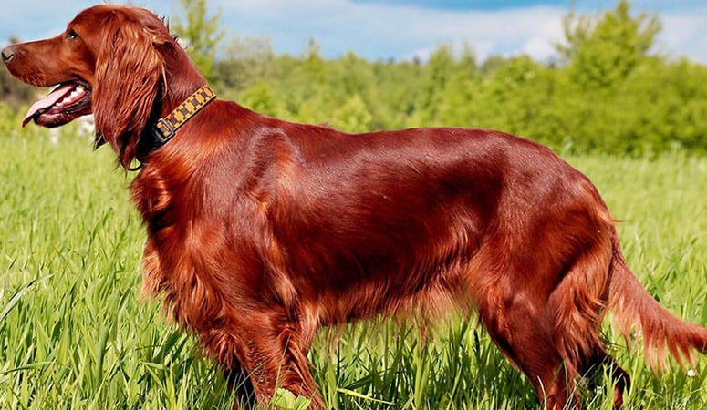 https://www.puppyarea.com/wp-content/uploads/2020/08/Irish-Setter-1.jpg