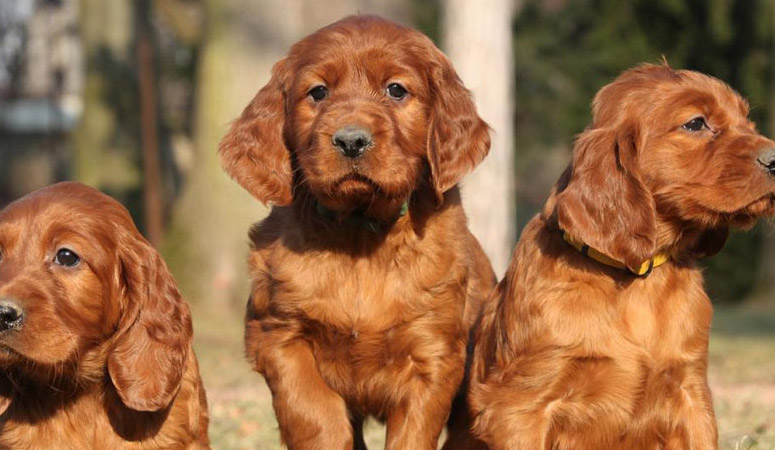 Irish Setter | Puppy Area
