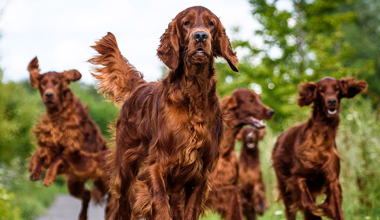 irish setter 2813