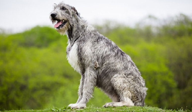 https://www.puppyarea.com/wp-content/uploads/2020/08/Irish-Wolfhound-1.jpg
