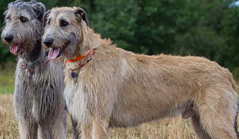 Irish Wolfhound