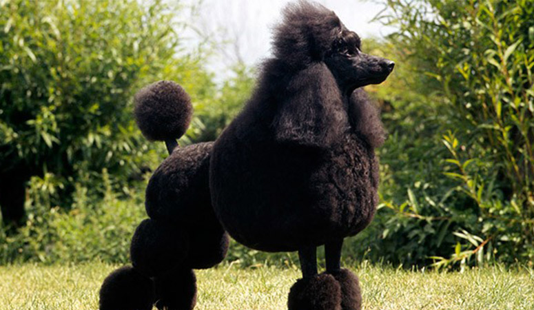 https://www.puppyarea.com/wp-content/uploads/2020/08/Poodle-Standard1.jpg