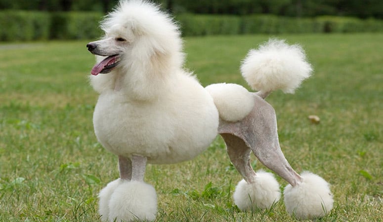 Poodle (Standard)