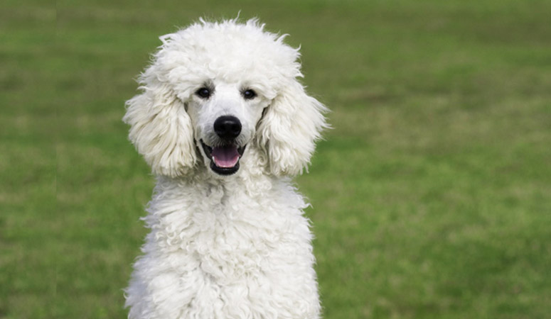 Poodle (Standard)