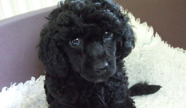 Poodle (Standard)