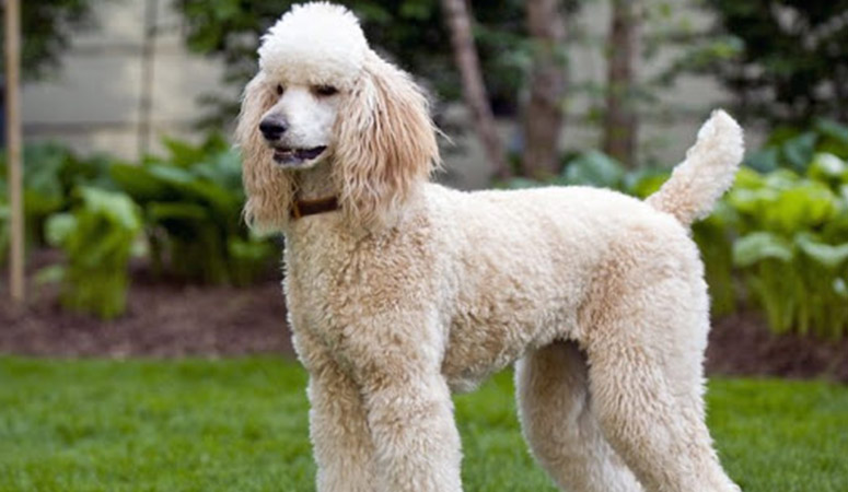 Poodle (Standard)