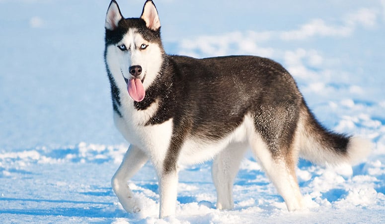 https://www.puppyarea.com/wp-content/uploads/2020/08/Siberian-Husky-1.jpg