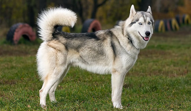 Siberian Husky