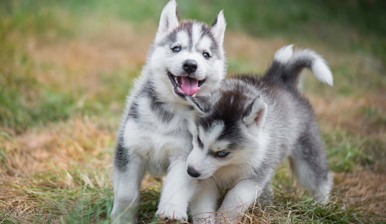 Siberian Husky