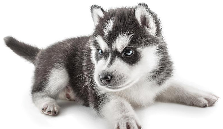 Siberian Husky