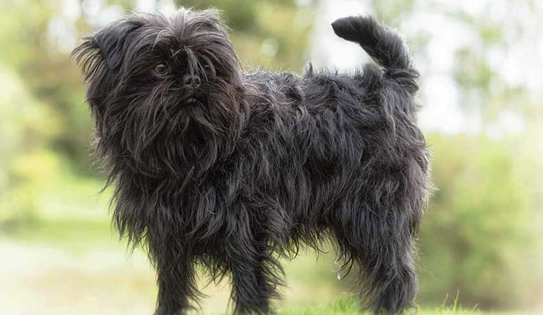 https://www.puppyarea.com/wp-content/uploads/2020/09/Affenpinscher_1.jpg