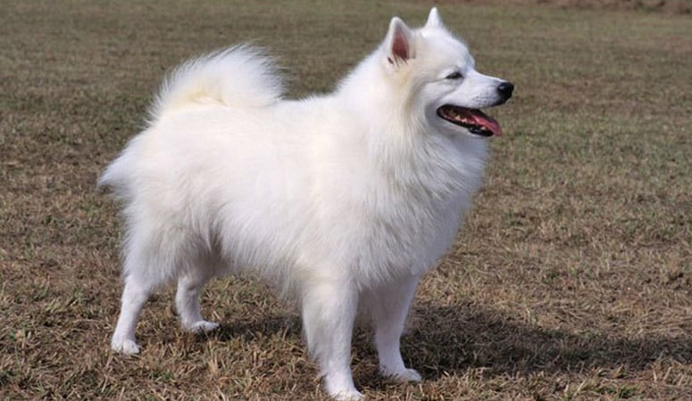 https://www.puppyarea.com/wp-content/uploads/2020/09/American-Eskimo-Dog-1.jpg