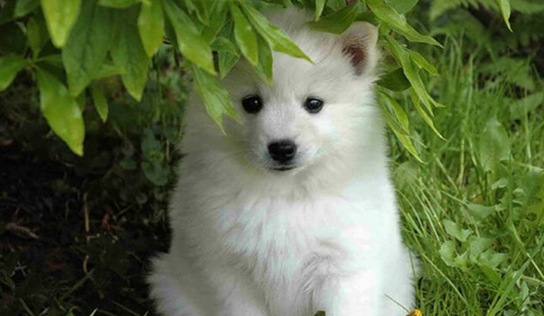 American Eskimo Dog | Puppy Area