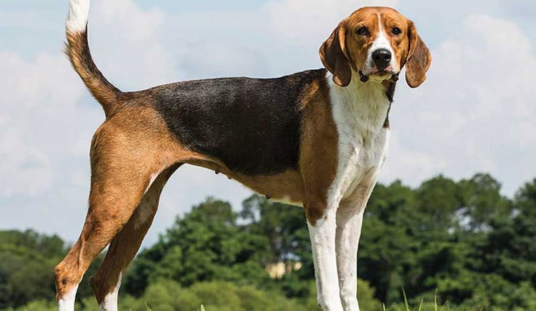 https://www.puppyarea.com/wp-content/uploads/2020/09/American-Foxhound-1-1.jpg