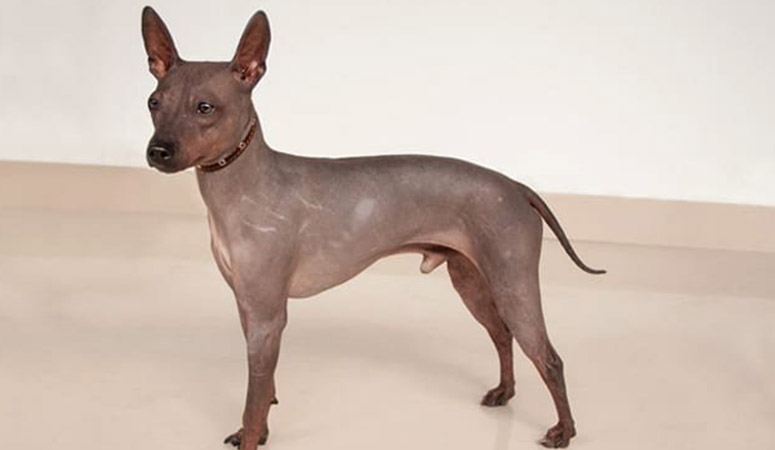 https://www.puppyarea.com/wp-content/uploads/2020/09/American-Hairless-Terrier-1.jpg