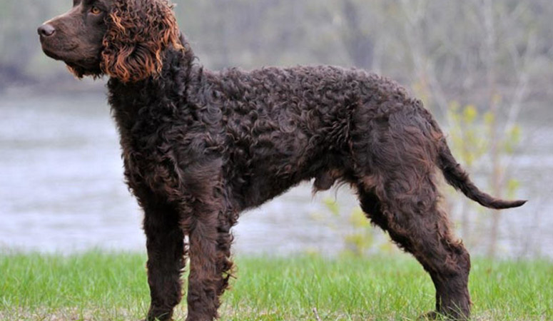 https://www.puppyarea.com/wp-content/uploads/2020/09/American-Water-Spaniel-1.jpg