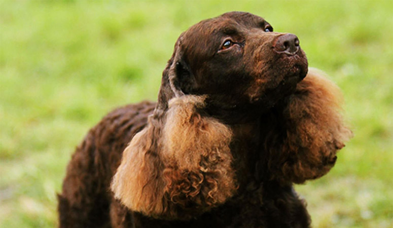 American Water Spaniel