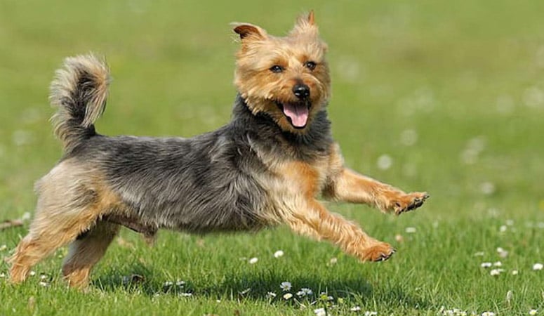 https://www.puppyarea.com/wp-content/uploads/2020/09/Australian-Terrier-1.jpg