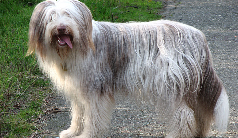 https://www.puppyarea.com/wp-content/uploads/2020/09/Bearded-Collie-1.jpg