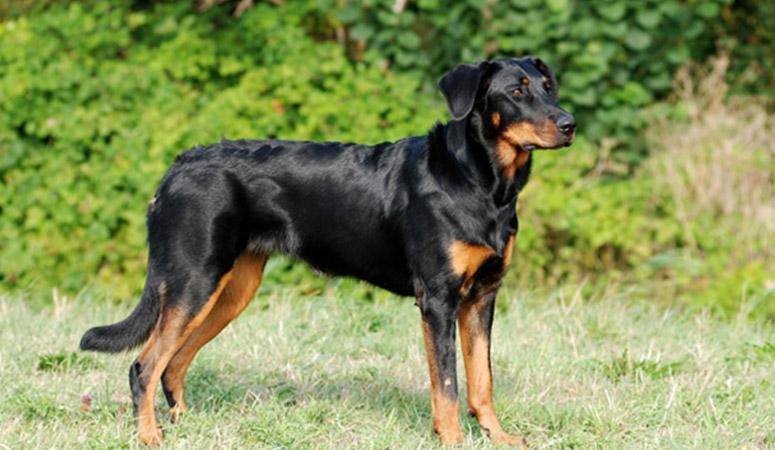 https://www.puppyarea.com/wp-content/uploads/2020/09/Beauceron-1.jpg