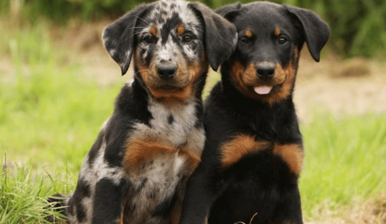 Beauceron