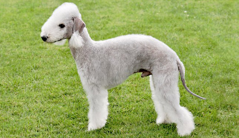 https://www.puppyarea.com/wp-content/uploads/2020/09/Bedlington-Terrier-1.jpg