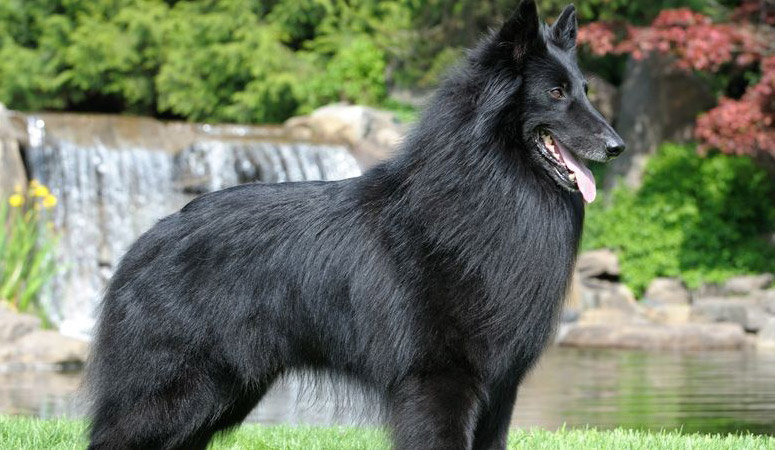 https://www.puppyarea.com/wp-content/uploads/2020/09/Belgian-Sheepdog-1.jpg